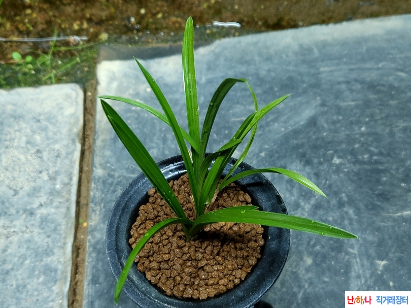 산채출 두화변 전통입?