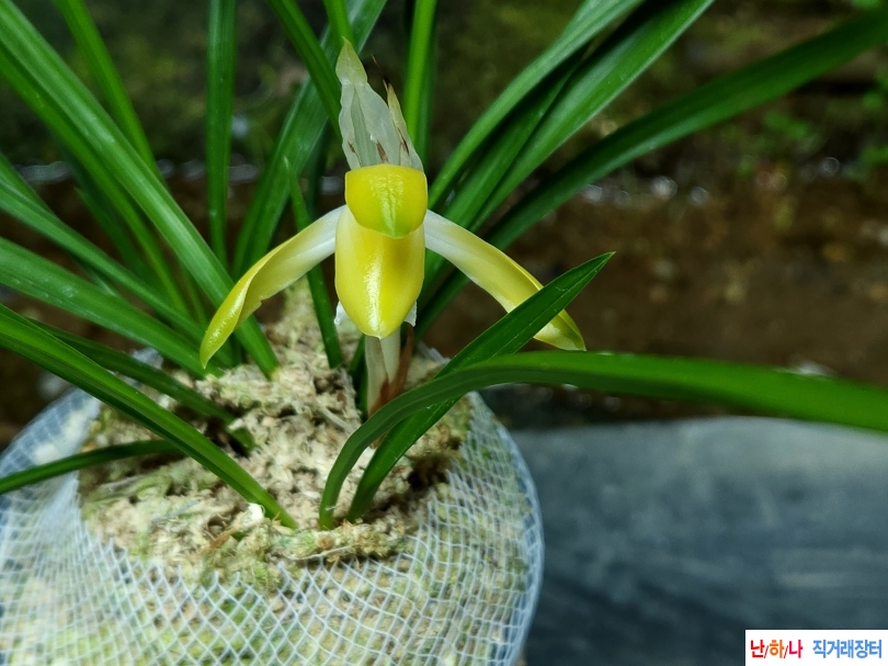 조기 개화한 색소심(꽃?