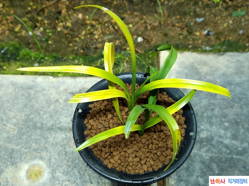 종자 입변 황서반