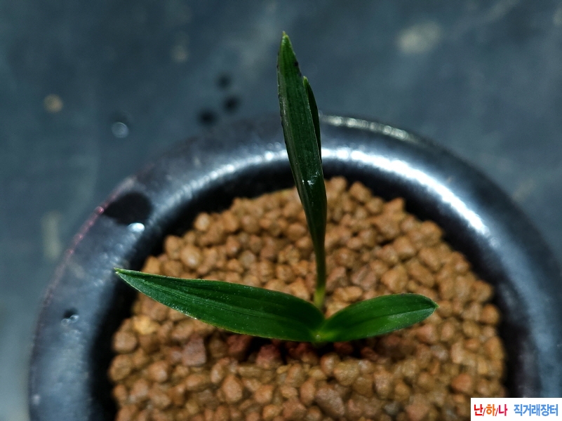 단엽산반(소멸성)