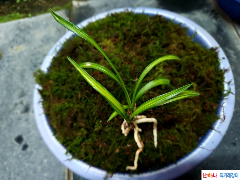 종자목 입변산반중투