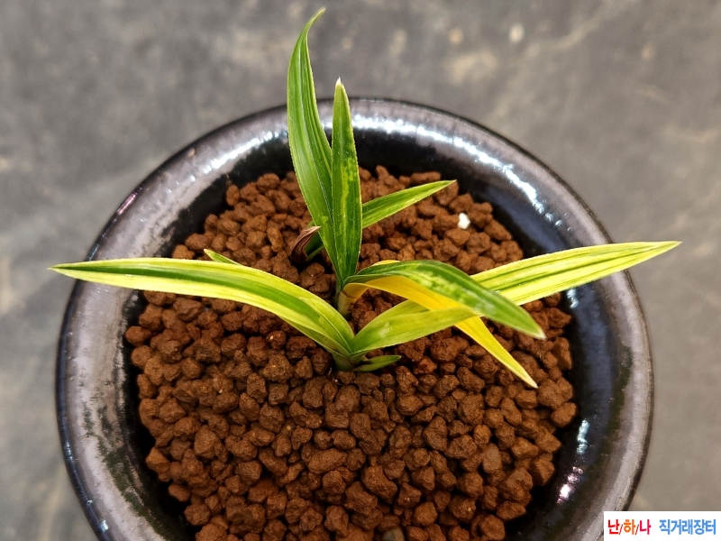 특종자 입변금계산반