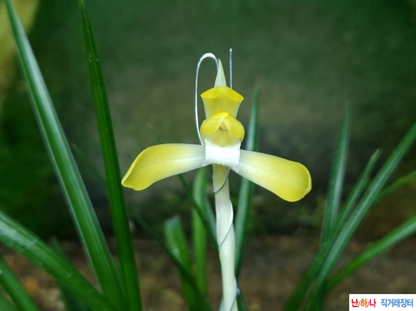 무명 황화소심(꽃1대)