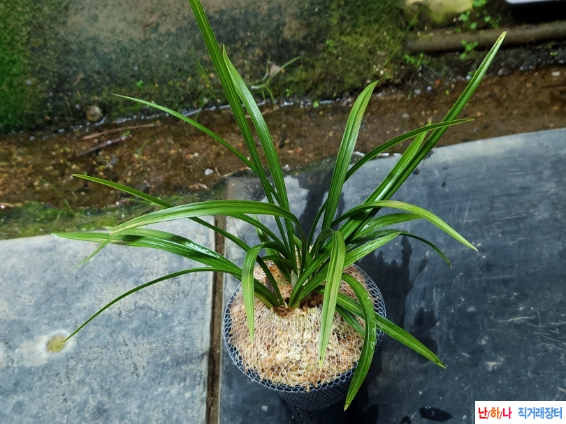 잎좋은 산반호에 호화(?