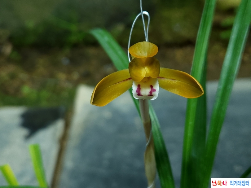 전천후 매판주홍화(꽃1?