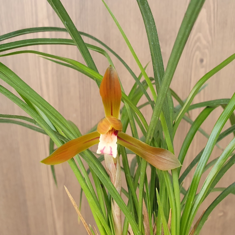 무캡,,적화,,홍화,,꽃1