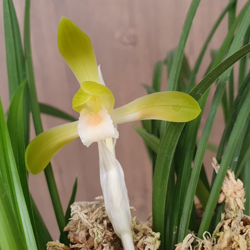 복색,,소심,,꽃1