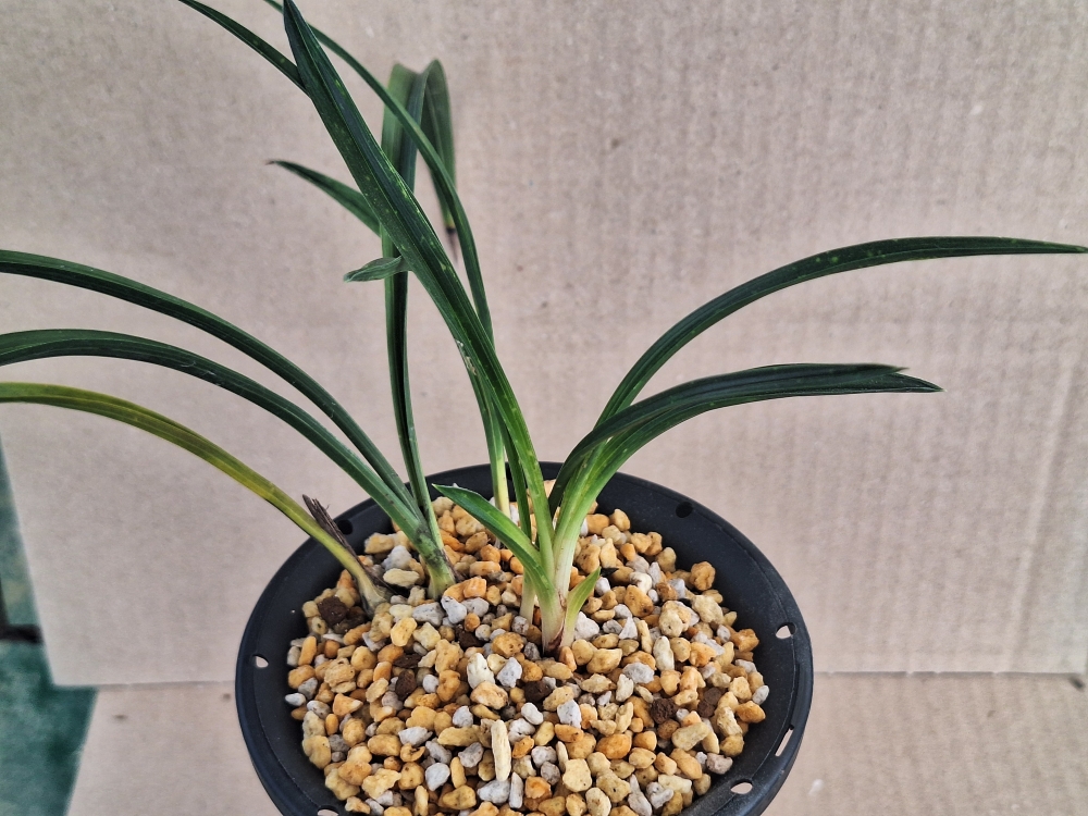 자태가 좋운 입변 입니?