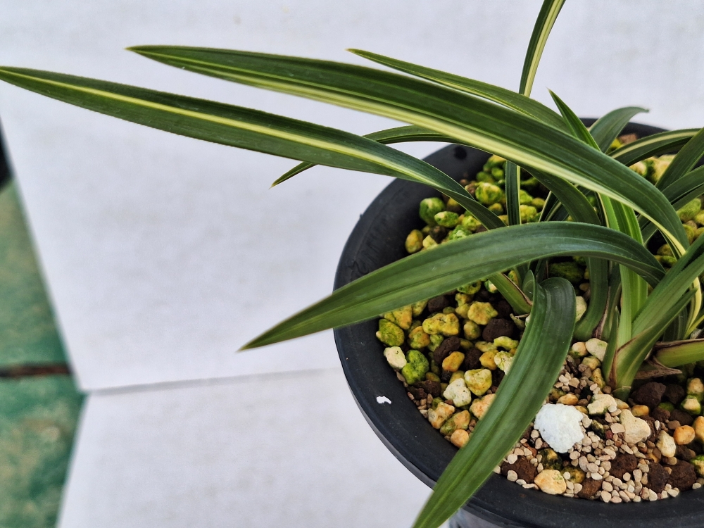 보기 드문 호입니다