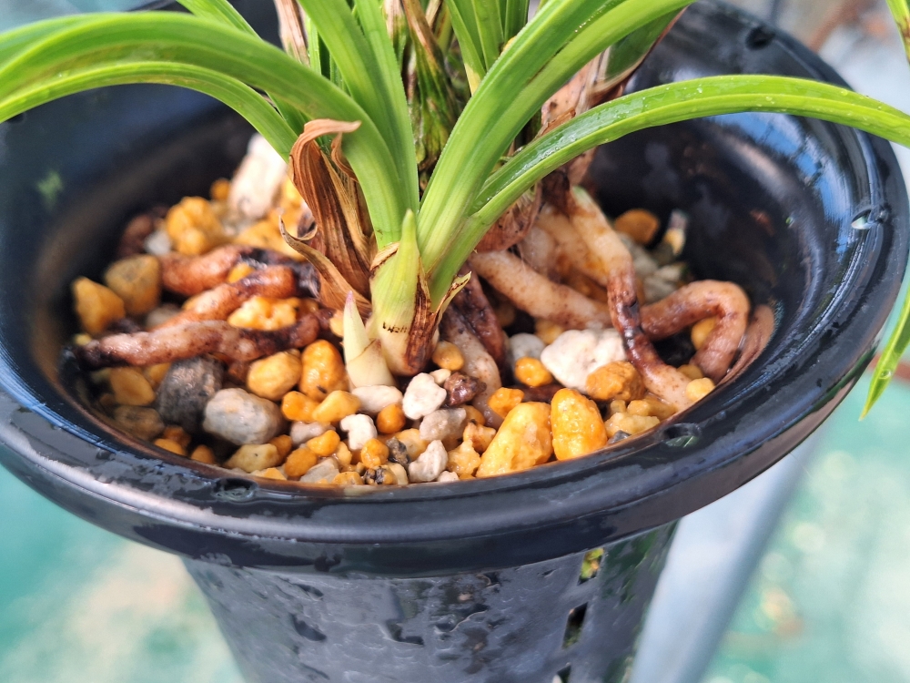 생강촉만 떨어져 나간 ?