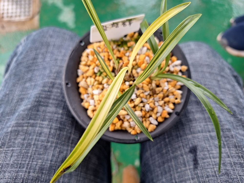 함평산 중압 중투