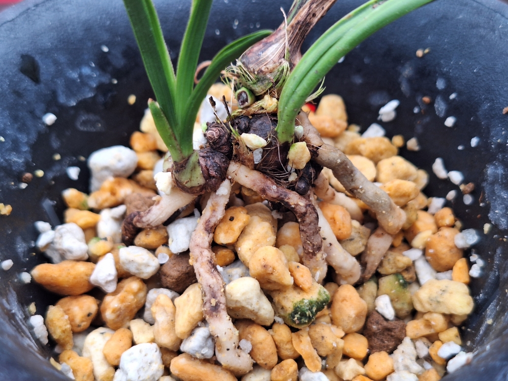 장단엽으로 등재 해봅?