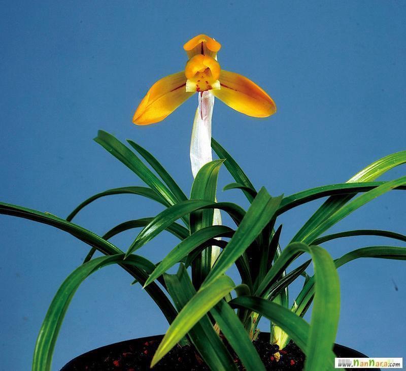 주금화 최고봉 천자 입?