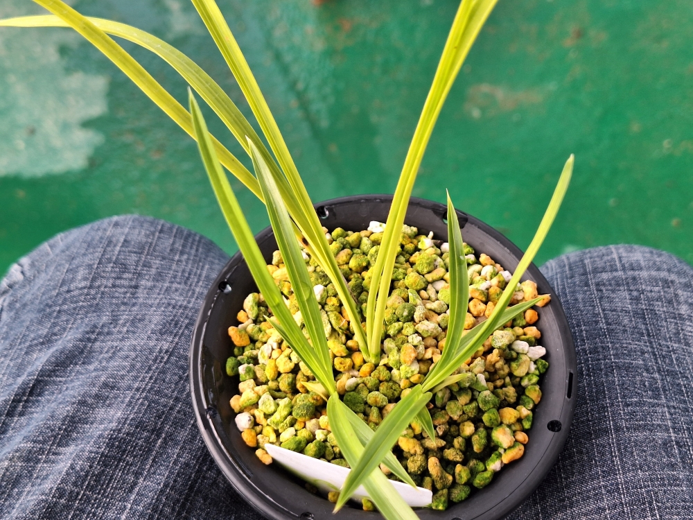 화려한 서 입니다