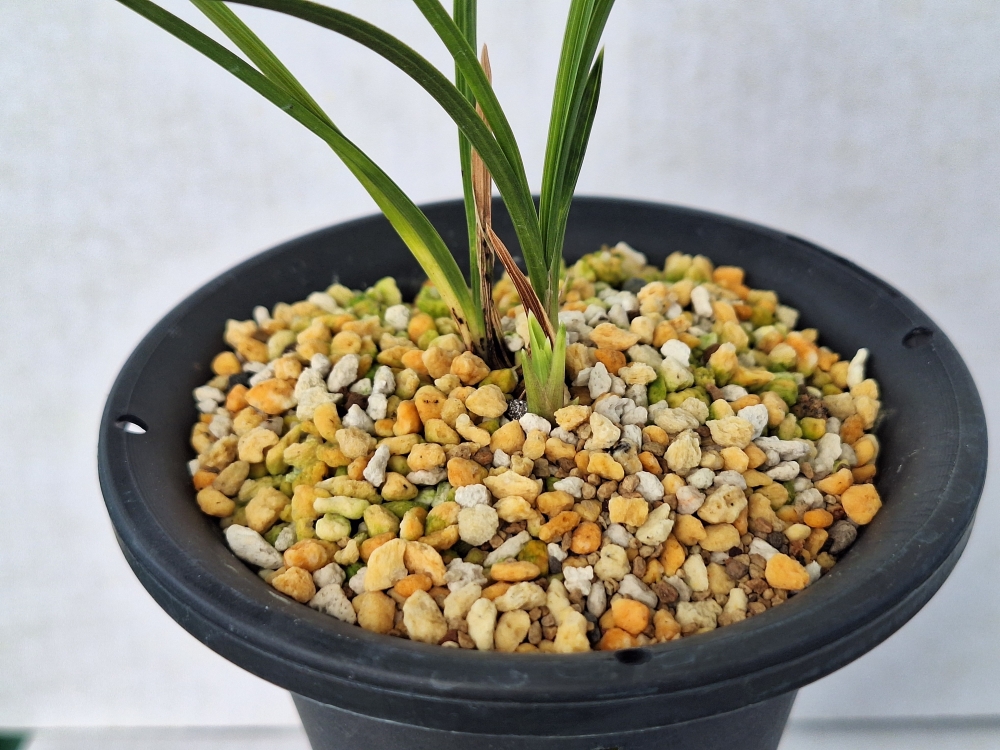 신아가 예쁜 서반