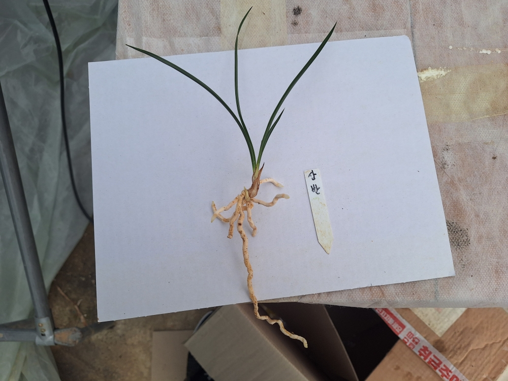 진청 산반 입니다