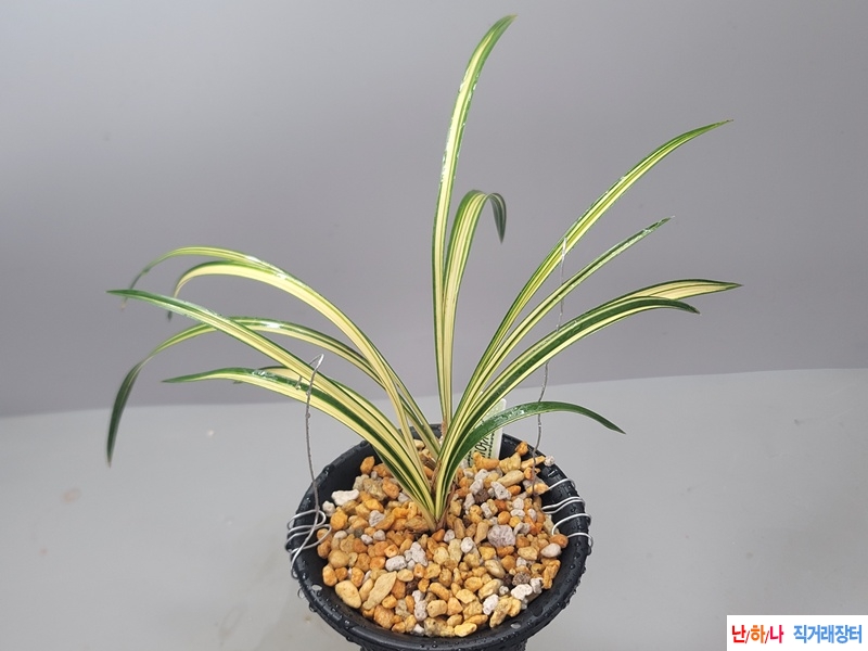 웅장한  황중투호