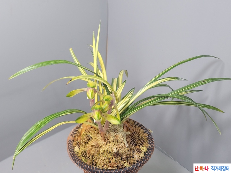 전시작  중투화