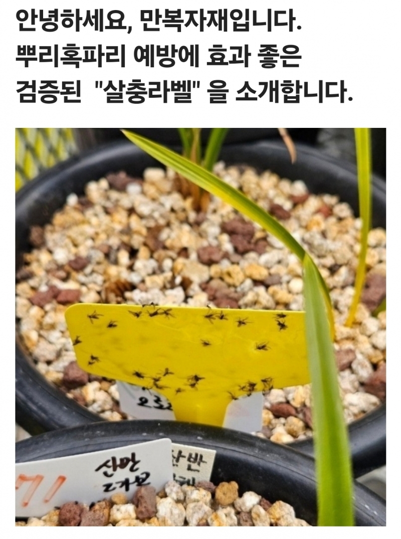 #살충라벨 #끈끈이라벨