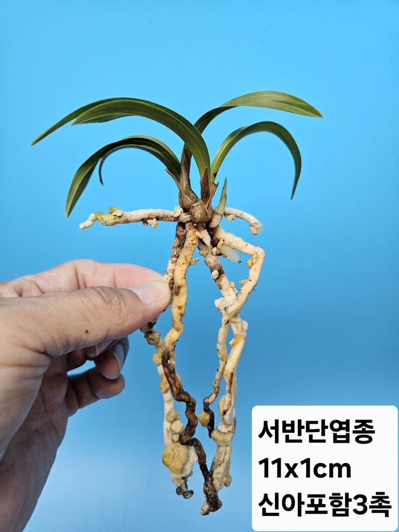 서반단엽종
