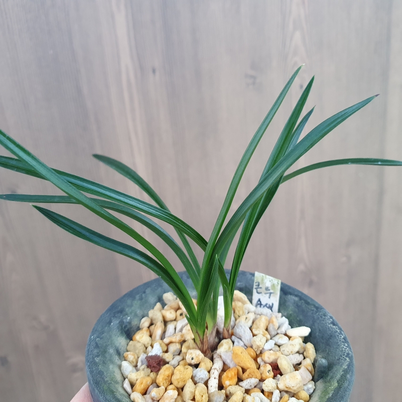 색두채란,,반물입변