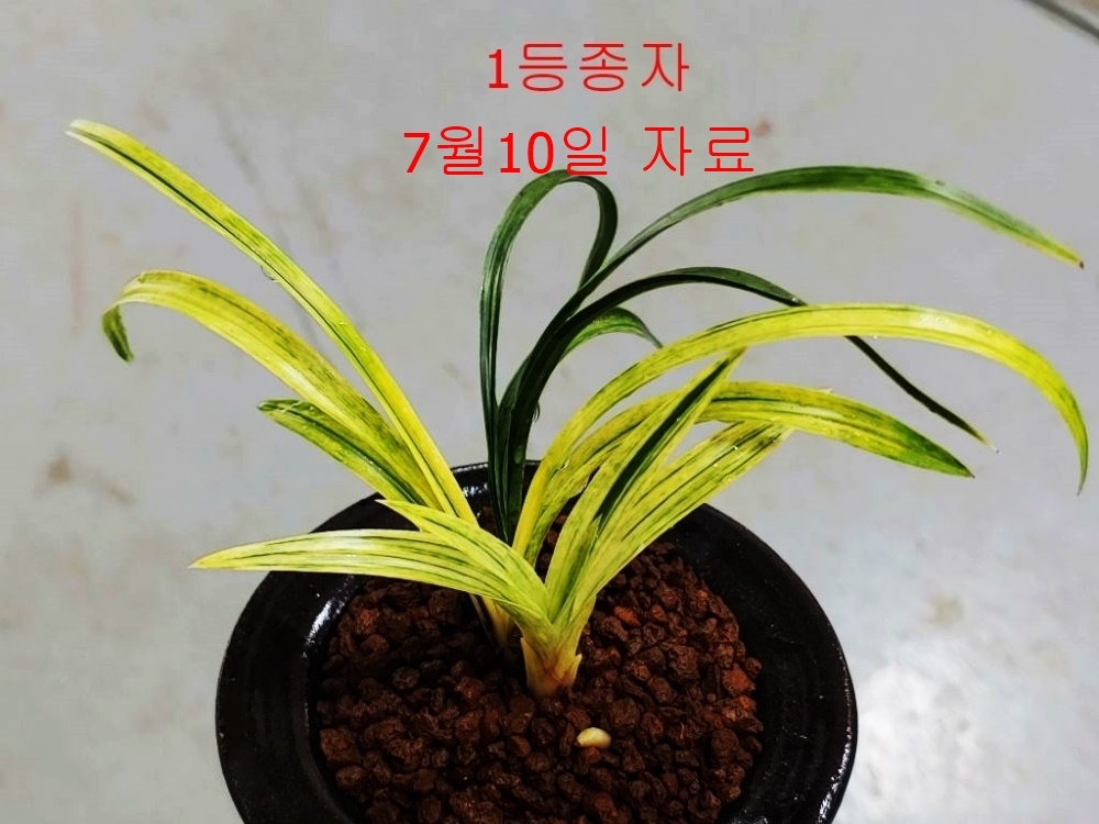 1등  금계산반