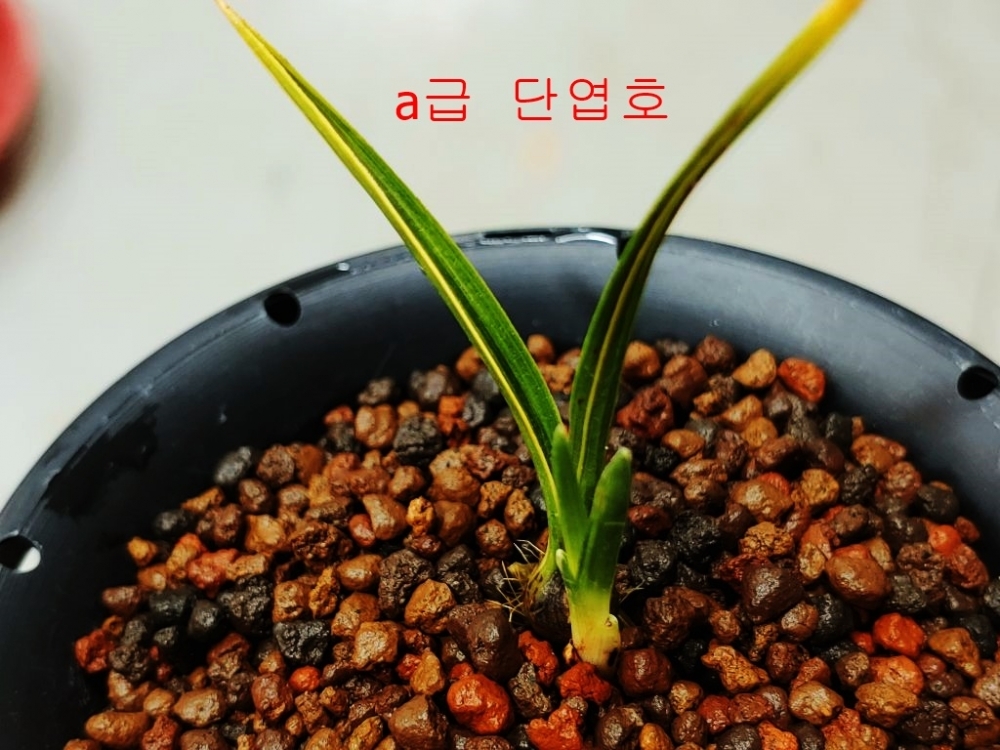 특 단엽호