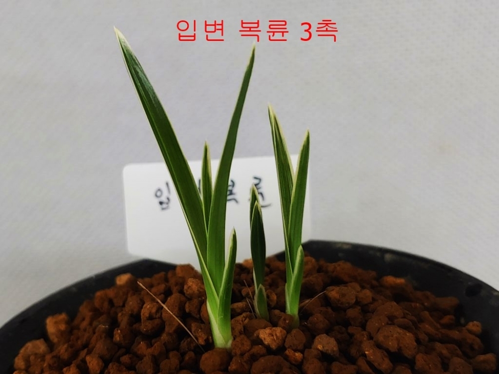 [입변복륜]