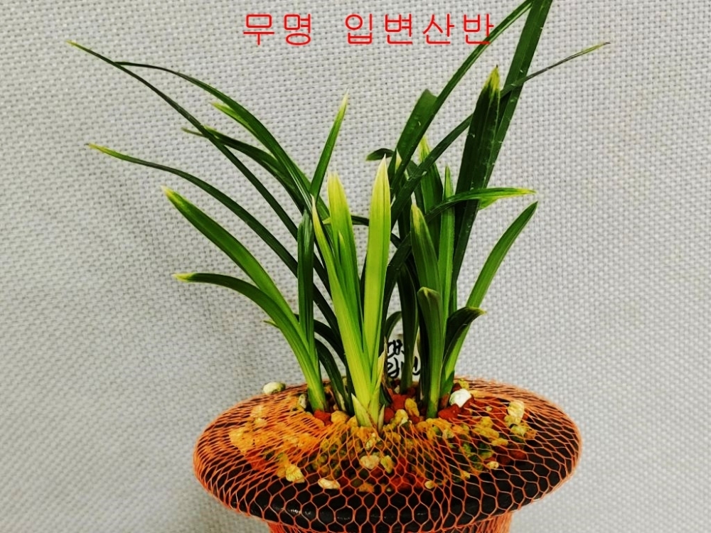 무명 산반