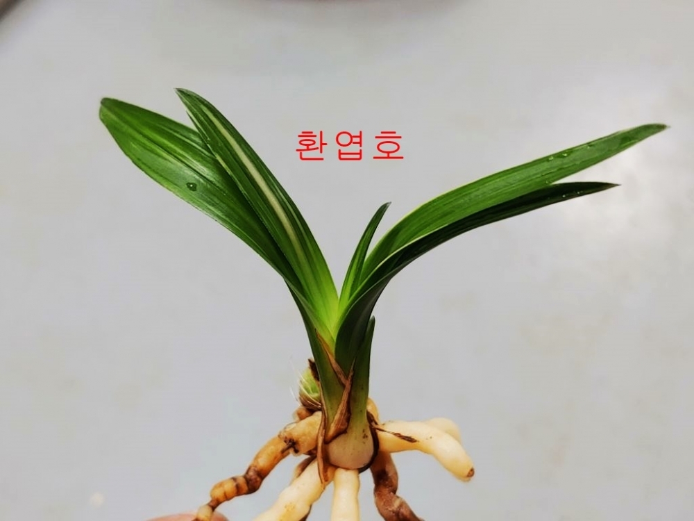 멋진 환엽호