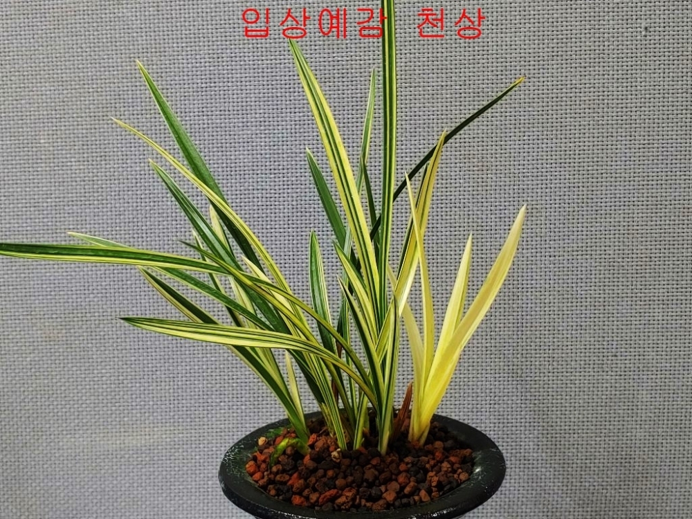 입상예감