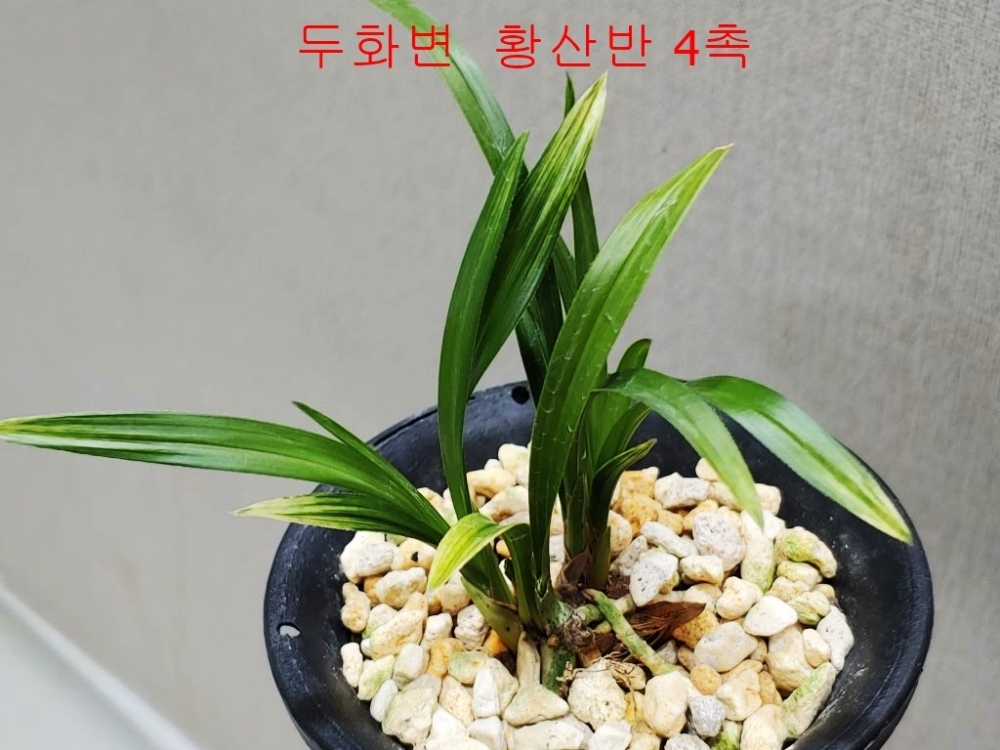 두화변  황산반