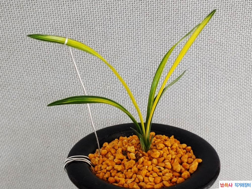 서반중투  황금