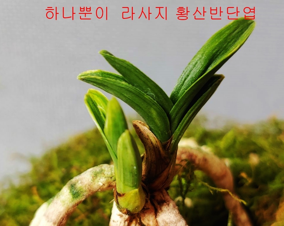 하나뿐인 종자