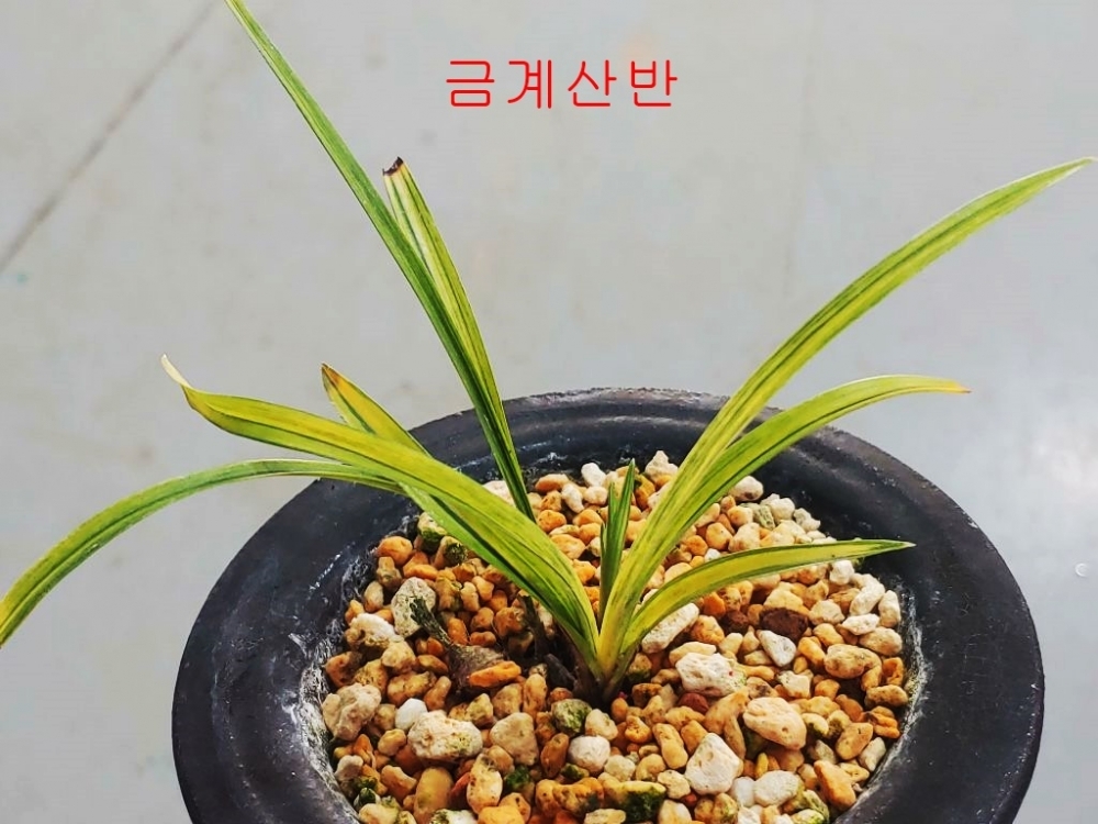 찬스 금계산반