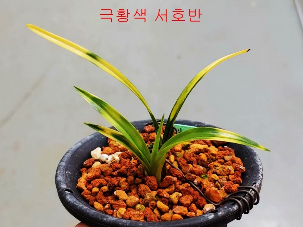 특  서호반