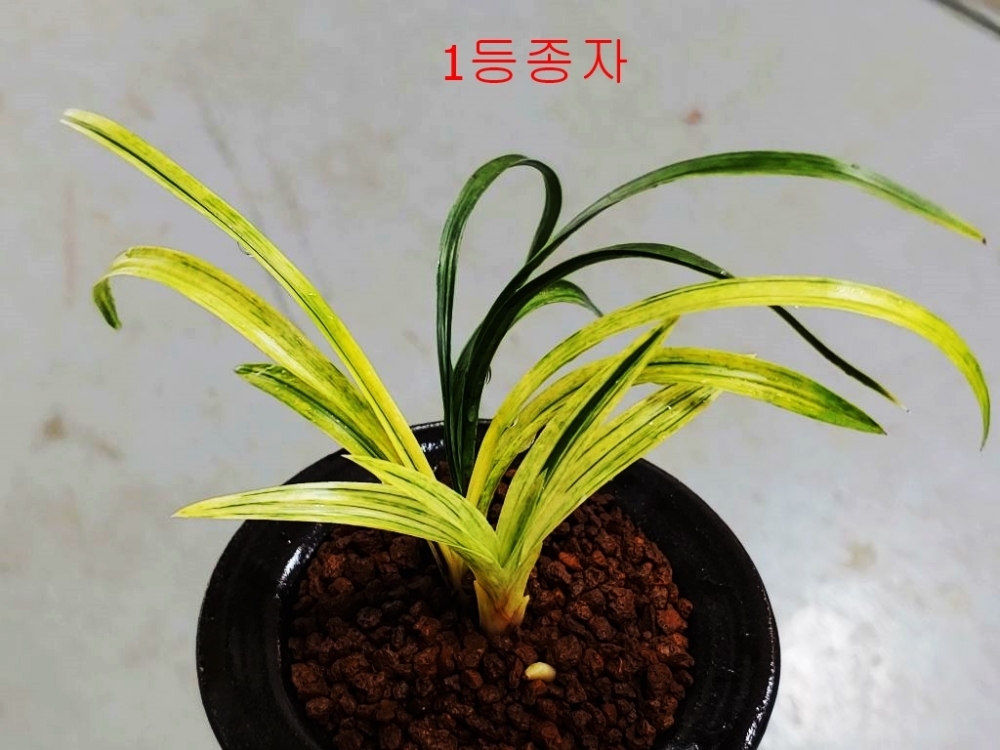 1등종자