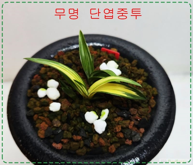 무명  단엽중투