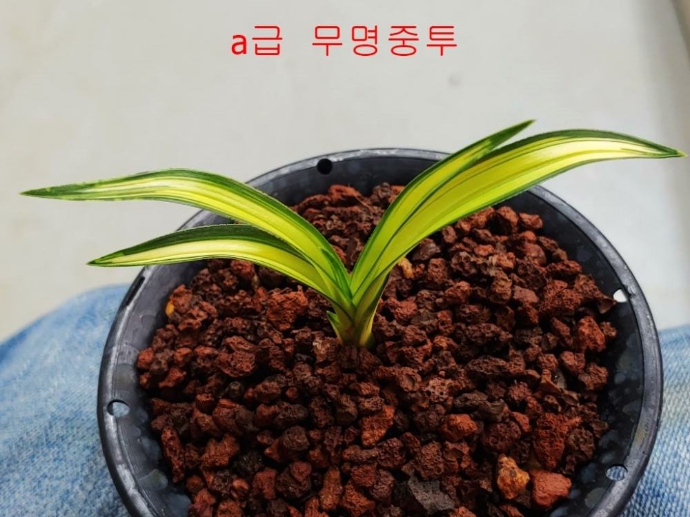 [보장판매]