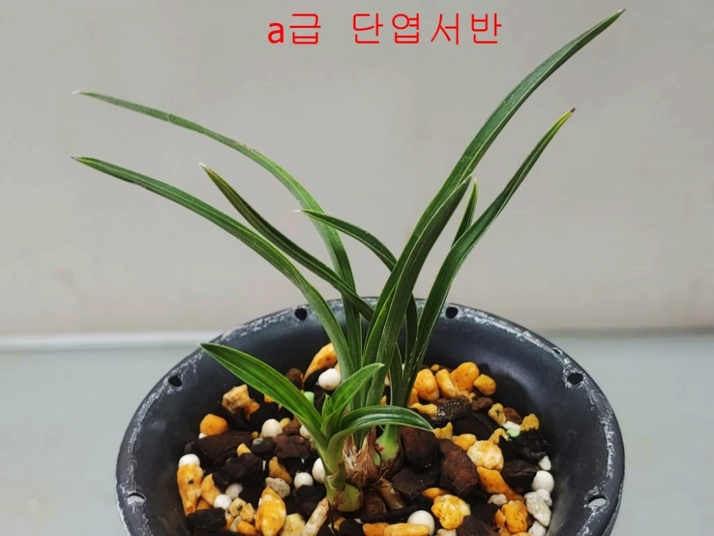 정통  서반단엽