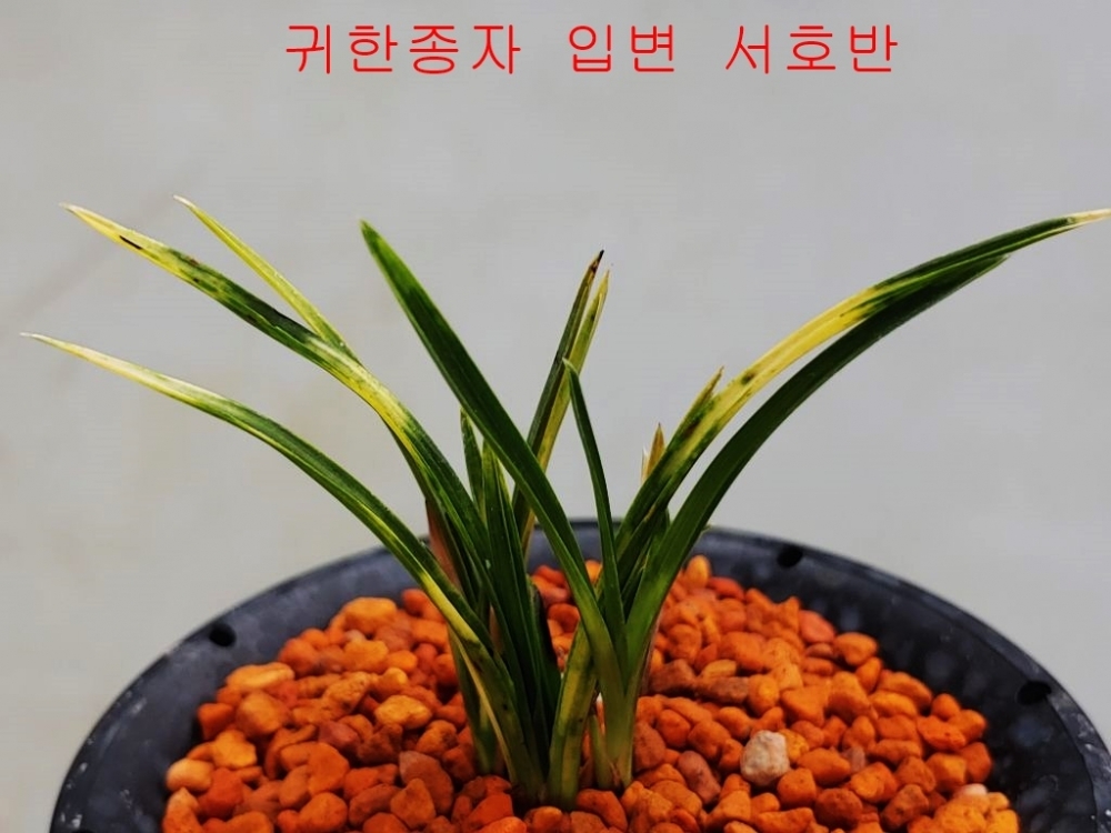 귀한종자