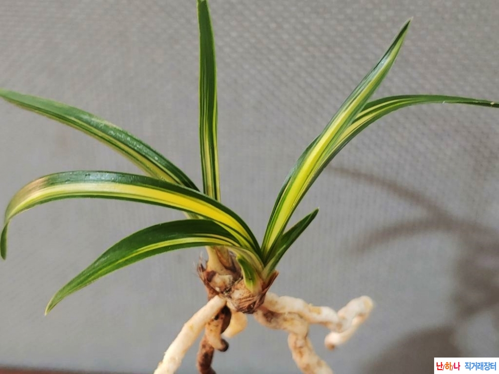 말봉산 환엽중투