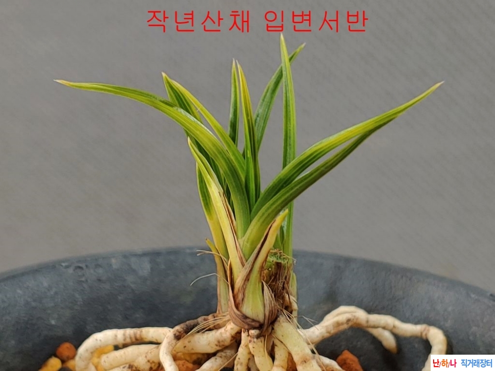 산채원본