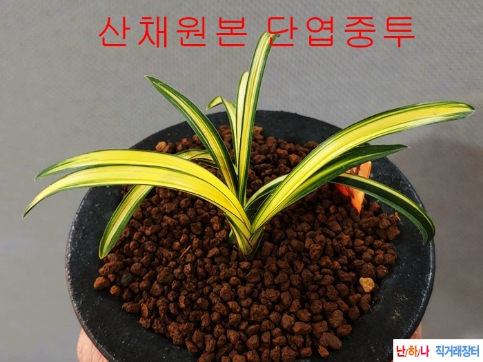 [추천상품]