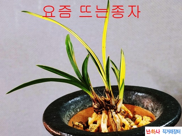 특급종자 나사지단엽?