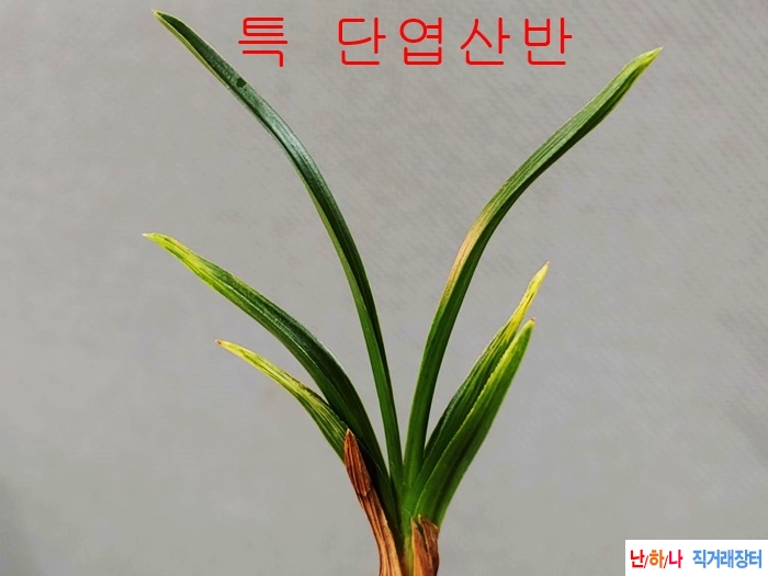 특 단엽  황산반