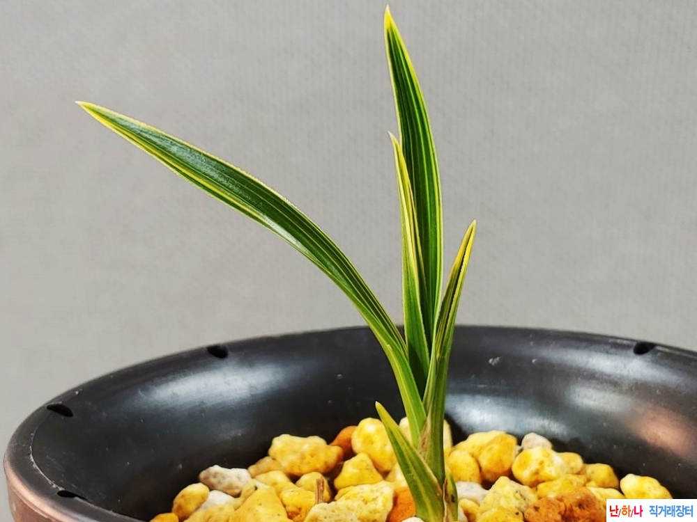 주말특가 대대로