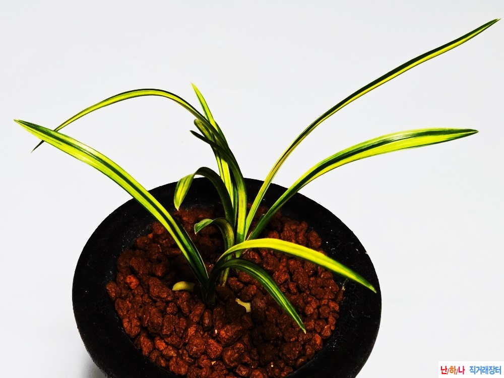 보장판매  금계산반