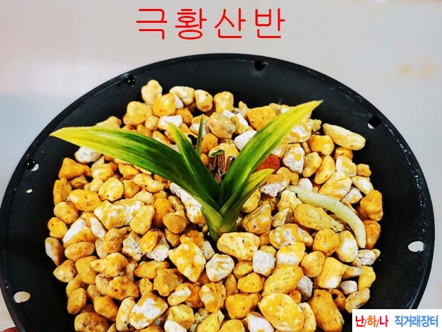 좋은종자