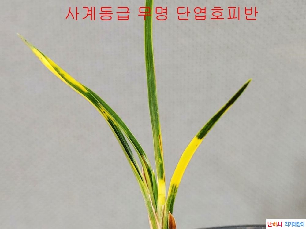 강추 단엽호피반